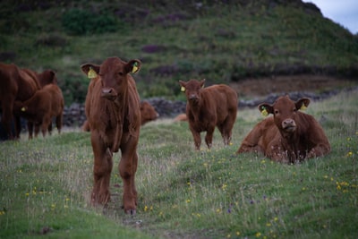 A group of green grass brown cows
